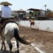 Inicia la segunda fase del Estatal de Charrería