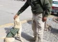 Perrito callejero se une a la guardia externa de la SSPC