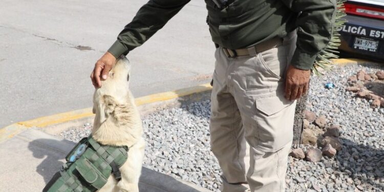 Perrito callejero se une a la guardia externa de la SSPC