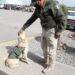 Perrito callejero se une a la guardia externa de la SSPC