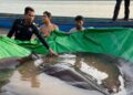 ¡Un monstro! Encuentran en mar de Asia una especie nunca antes vista