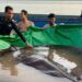 ¡Un monstro! Encuentran en mar de Asia una especie nunca antes vista