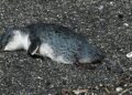 Mueren cientos de pingüinos en costas de Nueva Zelanda