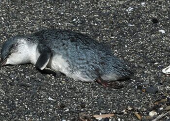 Mueren cientos de pingüinos en costas de Nueva Zelanda