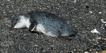 Mueren cientos de pingüinos en costas de Nueva Zelanda