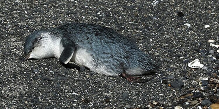 Mueren cientos de pingüinos en costas de Nueva Zelanda