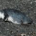 Mueren cientos de pingüinos en costas de Nueva Zelanda