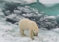 Todos los glaciares están en vías de desaparición aseguran los expertos