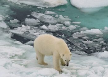 Todos los glaciares están en vías de desaparición aseguran los expertos