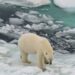 Todos los glaciares están en vías de desaparición aseguran los expertos
