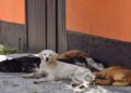 Graban a supuesto carnicero desollando a un perro a un perro en Sonora; exigen justicia