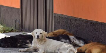 Graban a supuesto carnicero desollando a un perro a un perro en Sonora; exigen justicia