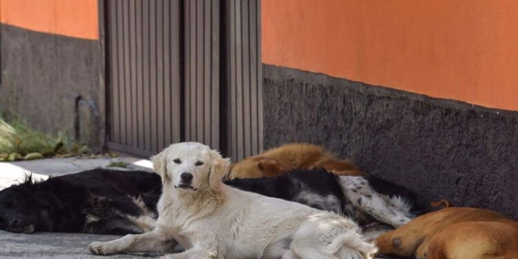 Graban a supuesto carnicero desollando a un perro a un perro en Sonora; exigen justicia