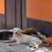 Graban a supuesto carnicero desollando a un perro a un perro en Sonora; exigen justicia