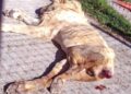 Denuncian maltrato animal en el Santuario Mexicano Jaguar Negro- Tigre Blanco; presentan queja ante la FGR