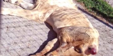 Denuncian maltrato animal en el Santuario Mexicano Jaguar Negro- Tigre Blanco; presentan queja ante la FGR