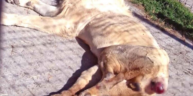 Denuncian maltrato animal en el Santuario Mexicano Jaguar Negro- Tigre Blanco; presentan queja ante la FGR