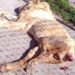 Denuncian maltrato animal en el Santuario Mexicano Jaguar Negro- Tigre Blanco; presentan queja ante la FGR