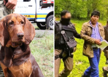 Ella es “Max”, la perrita de la Marina que encontró a Caro Quintero