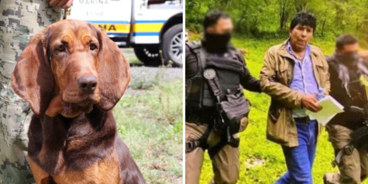 Ella es “Max”, la perrita de la Marina que encontró a Caro Quintero