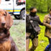 Ella es “Max”, la perrita de la Marina que encontró a Caro Quintero