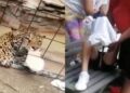 (Video) Jaguar ataca a niño en zoológico de Guanajuato; y todo ¡Por una foto!
