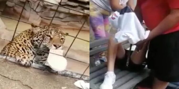 (Video) Jaguar ataca a niño en zoológico de Guanajuato; y todo ¡Por una foto!