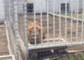 Clausuran la fundación Jaguar Negro- Tigre Blanco por maltrato animal