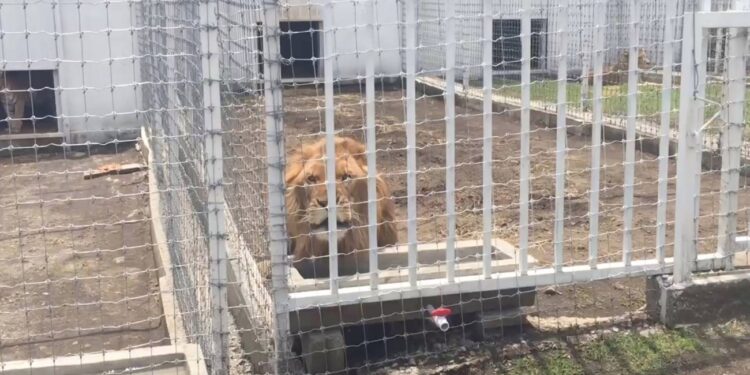 Clausuran la fundación Jaguar Negro- Tigre Blanco por maltrato animal