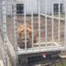Clausuran la fundación Jaguar Negro- Tigre Blanco por maltrato animal