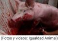 Exhiben evidencia de tortura animal en más de 30 rastros de México|Imágenes fuertes