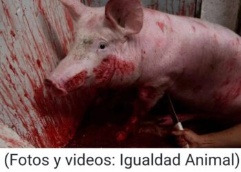 Exhiben evidencia de tortura animal en más de 30 rastros de México|Imágenes fuertes