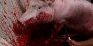 Exhiben evidencia de tortura animal en más de 30 rastros de México|Imágenes fuertes