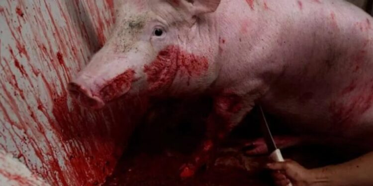 Exhiben evidencia de tortura animal en más de 30 rastros de México|Imágenes fuertes