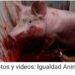 Exhiben evidencia de tortura animal en más de 30 rastros de México|Imágenes fuertes