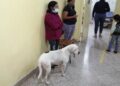 ¡Amor incondicional! Perrita sigue hasta el hospital a su dueña y espera impaciente su recuperación