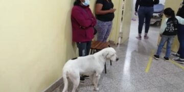 ¡Amor incondicional! Perrita sigue hasta el hospital a su dueña y espera impaciente su recuperación