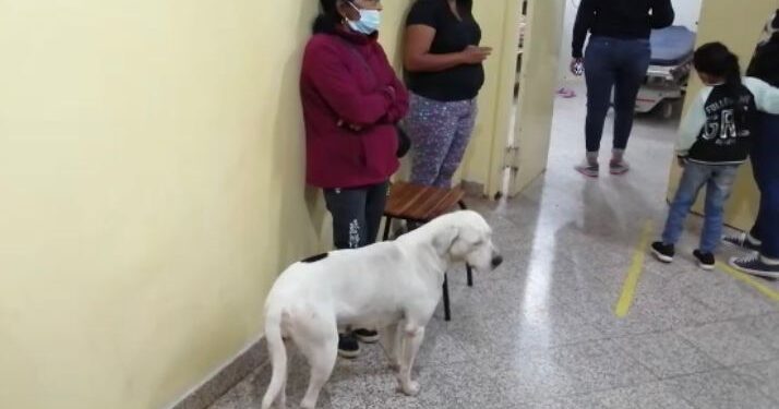 ¡Amor incondicional! Perrita sigue hasta el hospital a su dueña y espera impaciente su recuperación