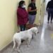 ¡Amor incondicional! Perrita sigue hasta el hospital a su dueña y espera impaciente su recuperación