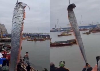 Capturan a gigantesco pez remo en Chile, aseguran que su presencia se asocia a fuertes sismos