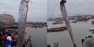 Capturan a gigantesco pez remo en Chile, aseguran que su presencia se asocia a fuertes sismos