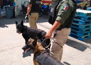 Con binomios caninos, Guardia Civil realiza operativos en la Central de Abastos