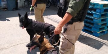 Con binomios caninos, Guardia Civil realiza operativos en la Central de Abastos