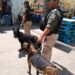 Con binomios caninos, Guardia Civil realiza operativos en la Central de Abastos