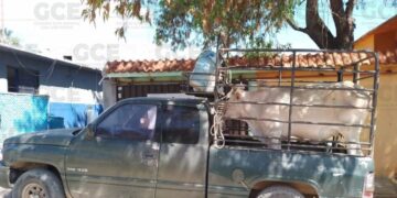 Detienen a tres sujetos por robo de ganado