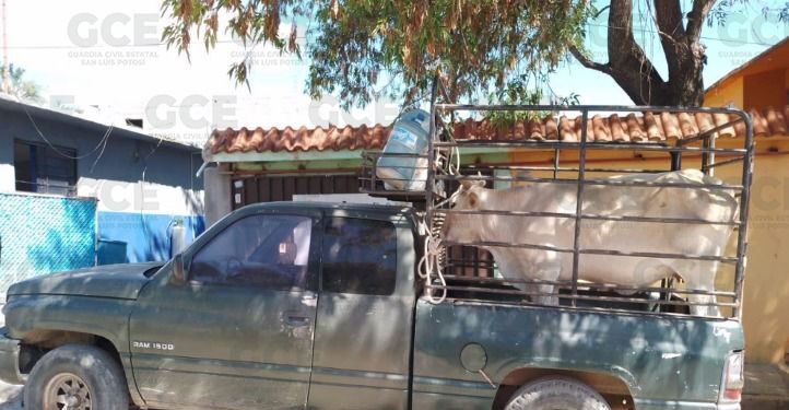 Detienen a tres sujetos por robo de ganado