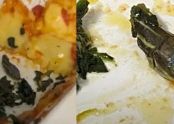 ¡De horror! Encuentran cabeza de serpiente en comida de avión