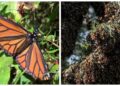 Mariposa monarca entra a lista roja mundial de especies en peligro de extensión