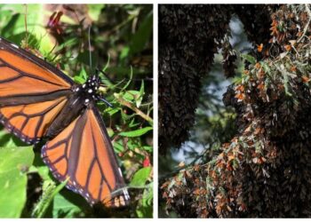 Mariposa monarca entra a lista roja mundial de especies en peligro de extensión