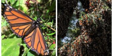 Mariposa monarca entra a lista roja mundial de especies en peligro de extensión